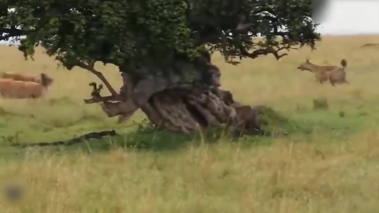 Teasing The Lion, The Hyena Was Suddenly Attacked Tragically And Painfully Disabled