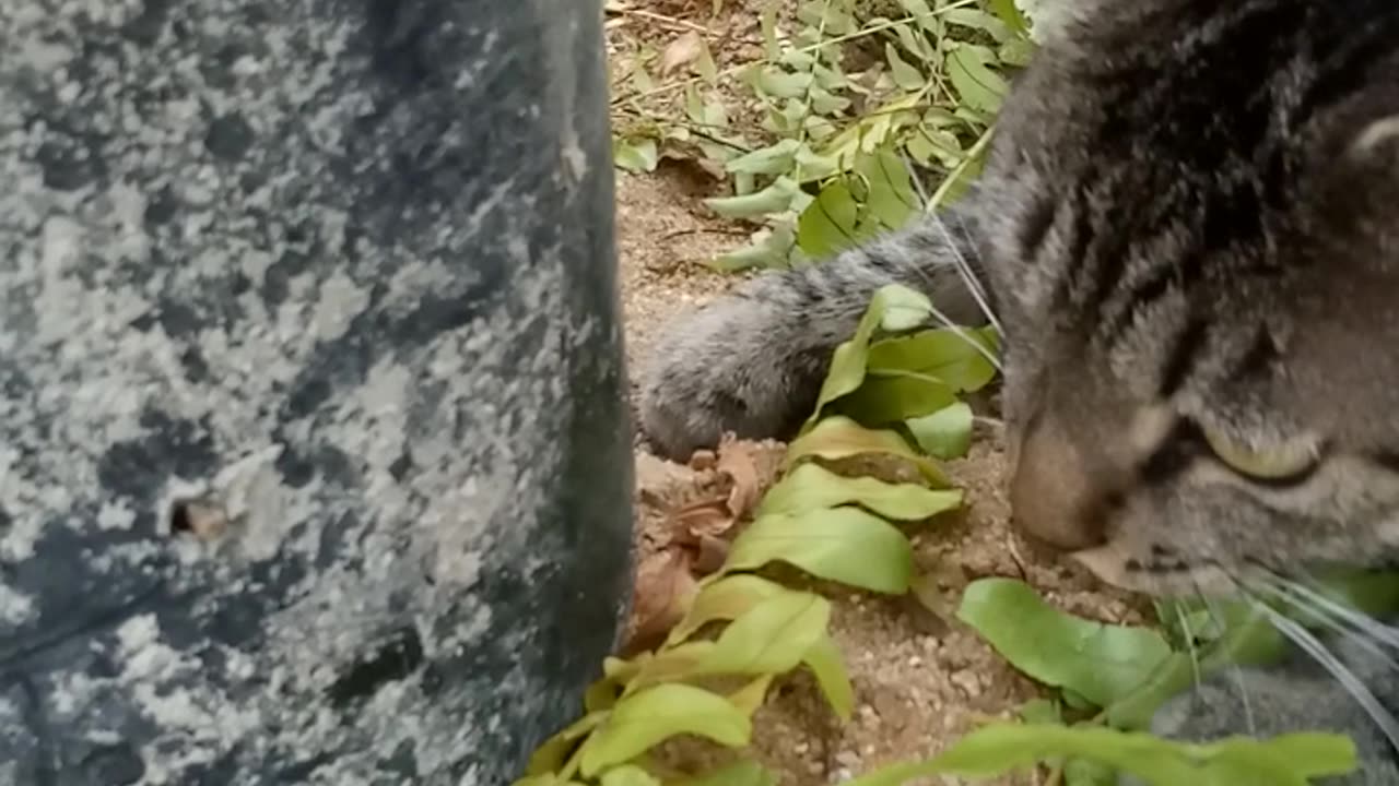 kiara trying to capture her prey
