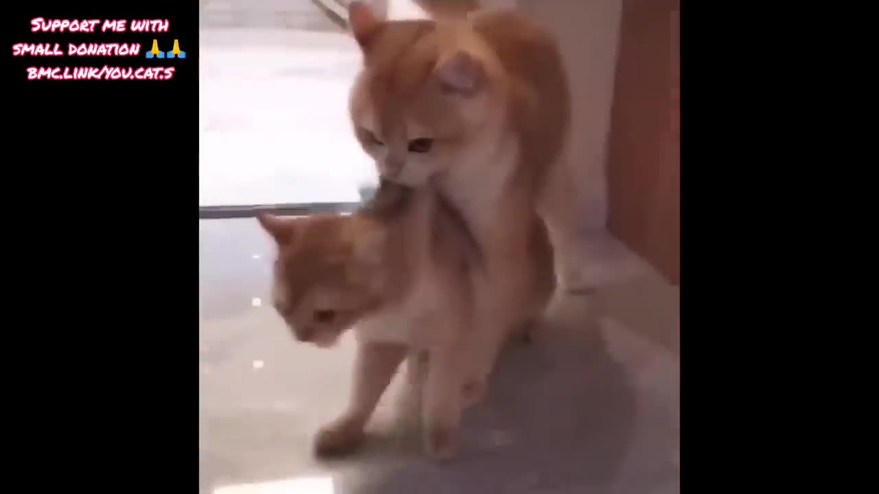 Funnyest Cat and .🐶