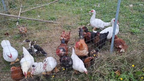 Piccola famigliola di Anatre e Galline