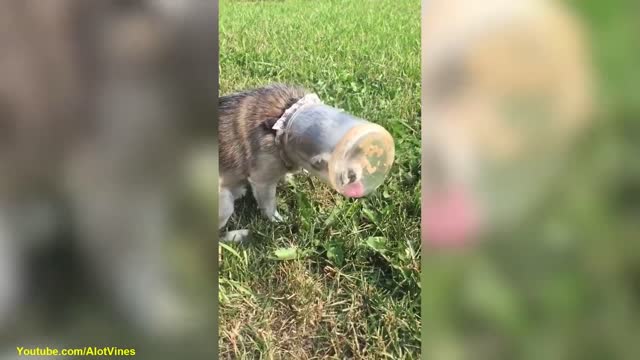 Funny Dog Videos