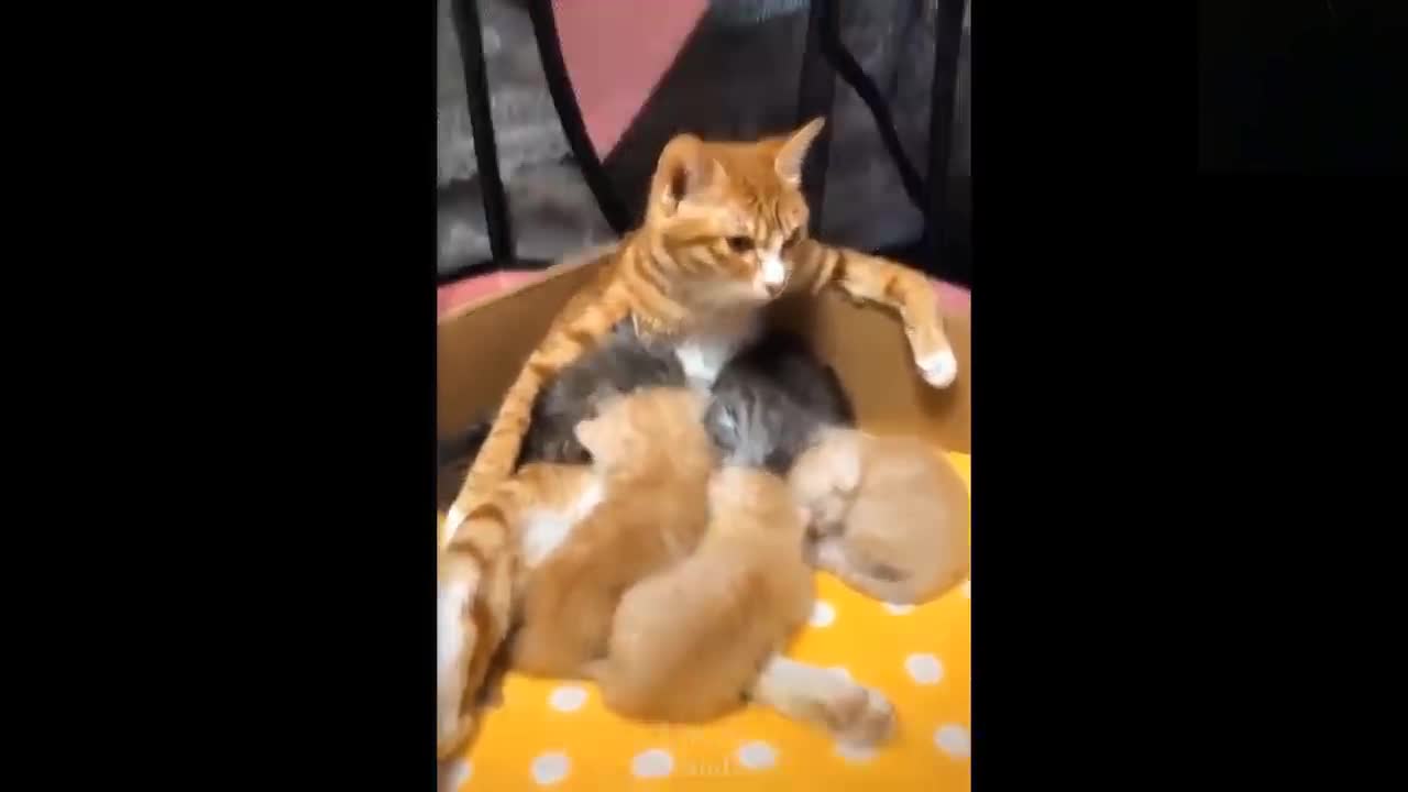 animals funny video #3