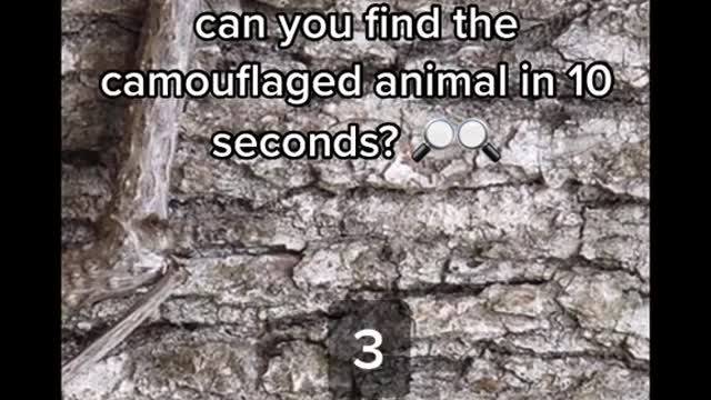 I thought the frog was a snake-