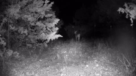 RIGDOO 4k Night Vision Game Camera