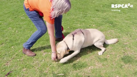 FREE DOG TRAINING SERIES – Lesson 1_ how to teach your dog to sit and drop