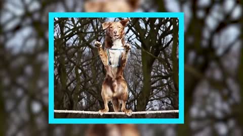 A brief look at dog training