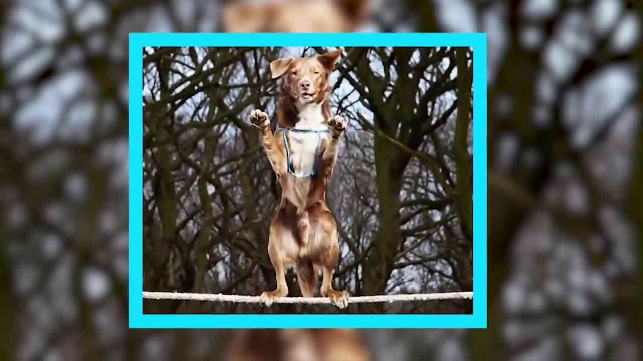 A brief look at dog training