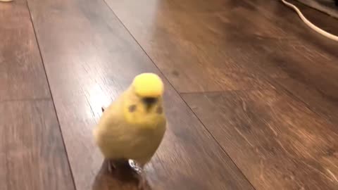 "Playful Parrot: Running and Jumping on My Hand | Amazing Bird Tricks!"