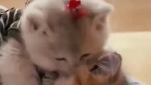 Cute Cats short video