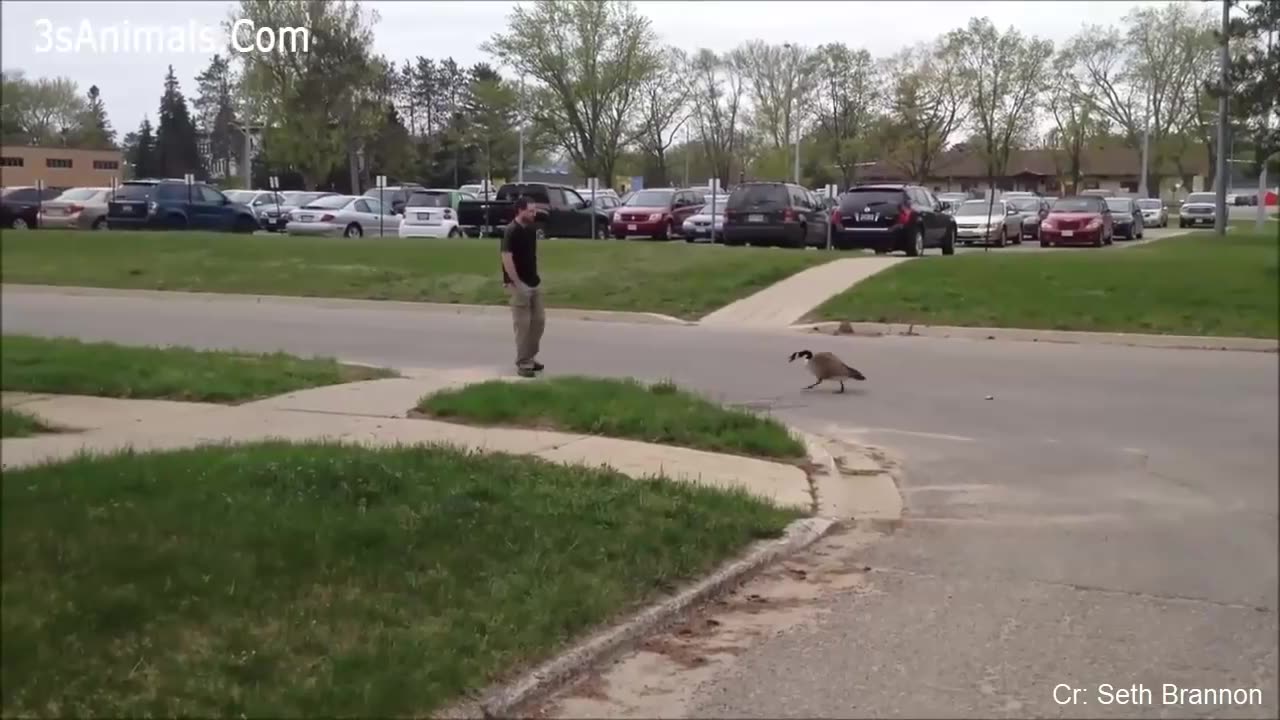 Funny Different Animals Chasing and Scaring