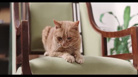 Funny Cats That Make You Loud Of Laugh
