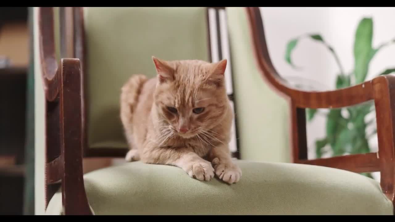 Funny Cats That Make You Loud Of Laugh