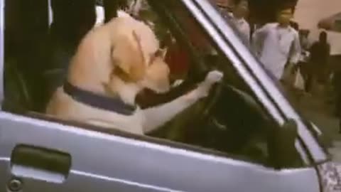 🐶🚗