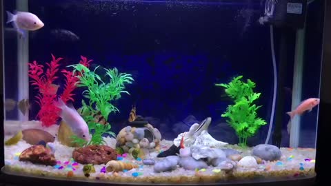 Aquarium Fish