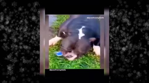 Holy Catnip Balls! This Hilarious Compilation Will Have You Feline Fine!