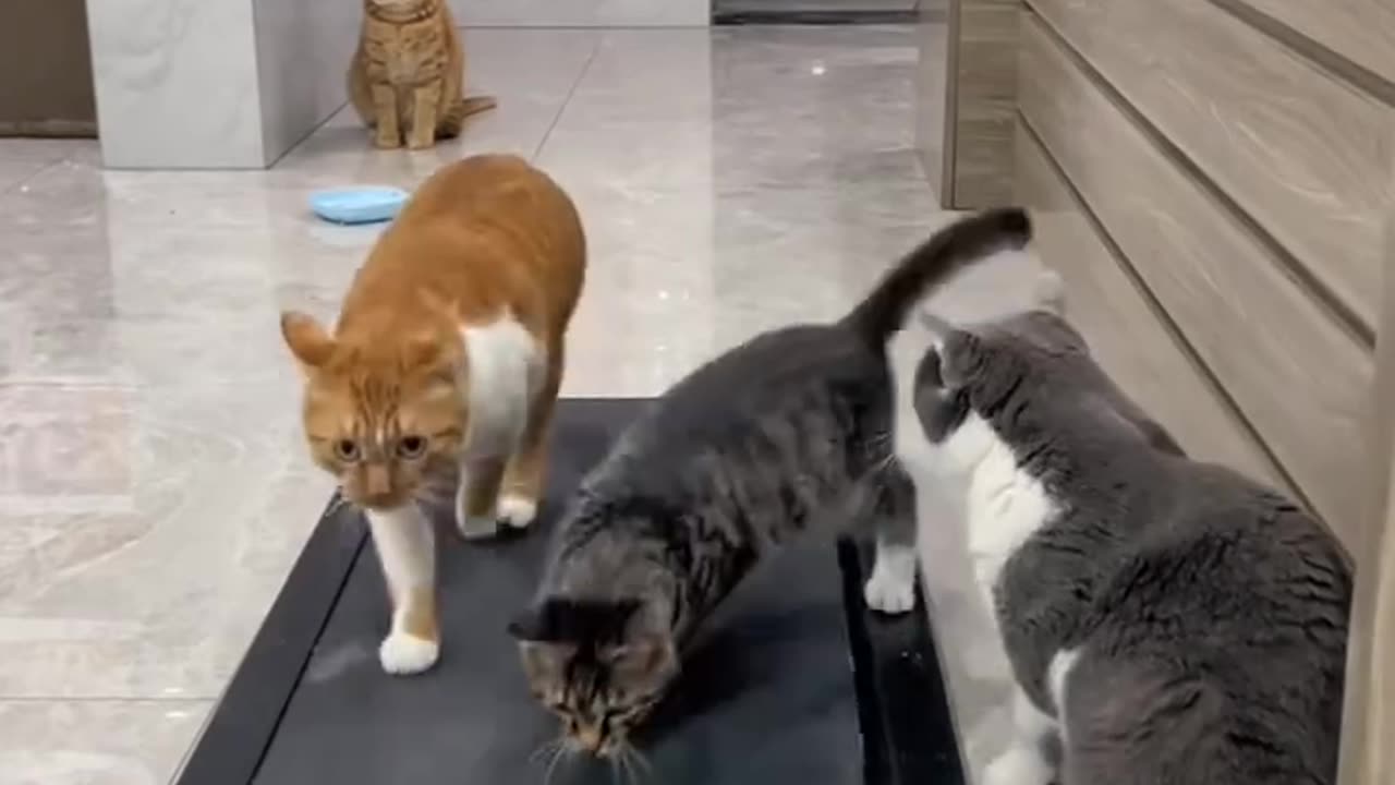 Pets