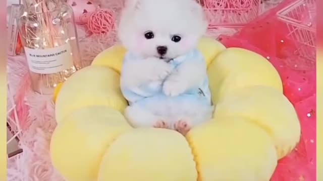 Baby Cats - Cute and Funny Cat Videos Compilation Aww Animals