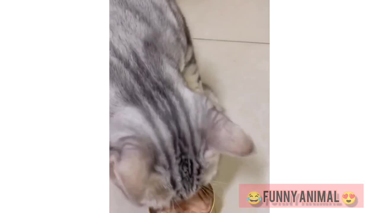 The best video about 😂funny animals😍 The funny world of animal