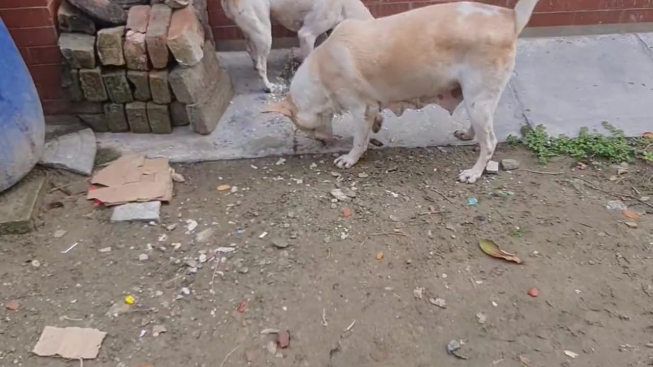 Two dog joy for a little food