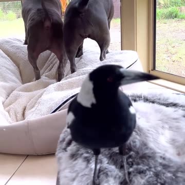 I wonder what breed of dog?😄