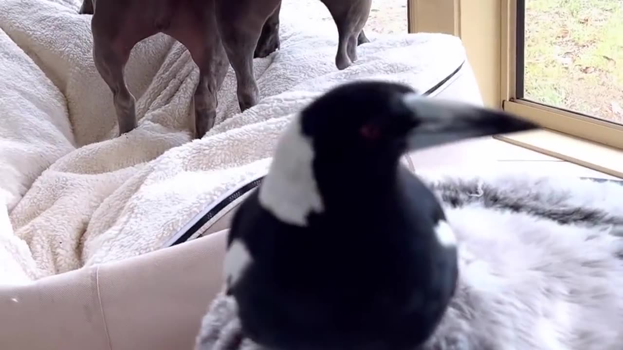 I wonder what breed of dog?😄