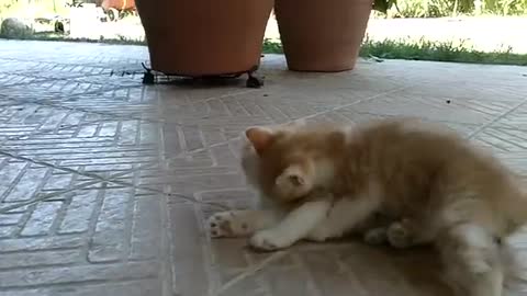 cute catkin play together