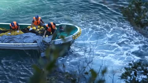 8 Bottlenose Dolphins Killed - This is Japan
