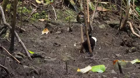 Burung Cenderawasih (bird of paradise)