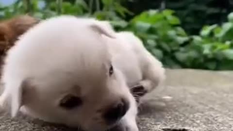 Funny Pet videos # funny #