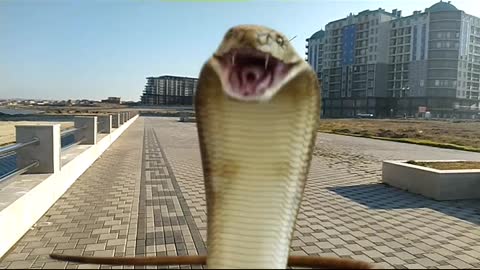 Snake bite