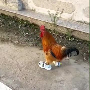 Funny video viral _смешные видео