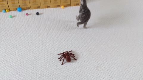 Kitten Vs Giant Spider (Tarantula) RC 4K