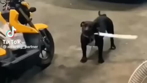 Funny animal