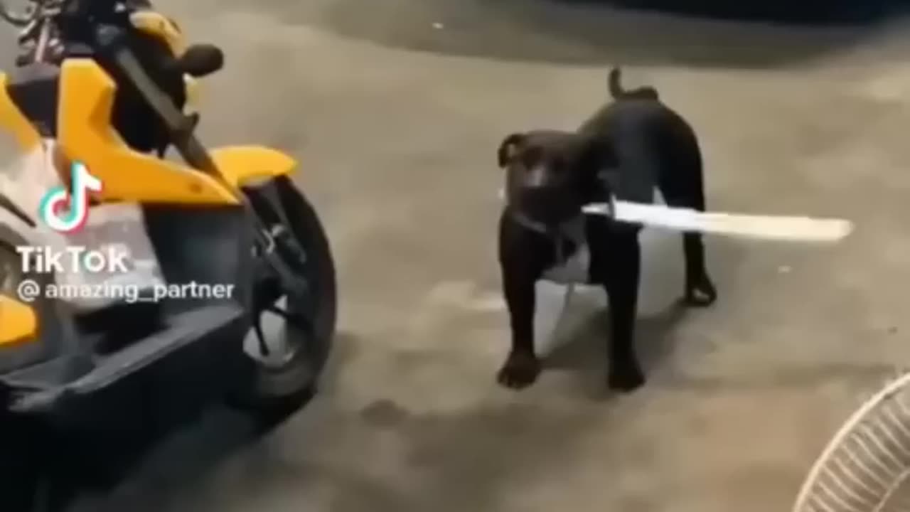 Funny animal