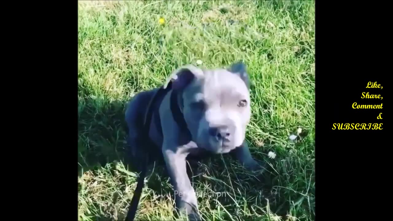 Unexpected Animal Fails That Will Make Your Day! 😹🙈