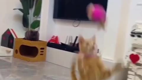 Funny Dogs and Cats Video Compilation Funny Animal Video 2022