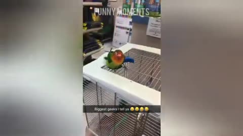 Smart and funny parrot compilation