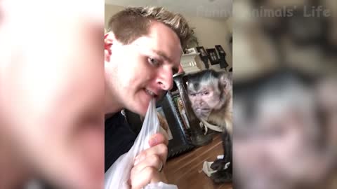 Funny Animal Videos