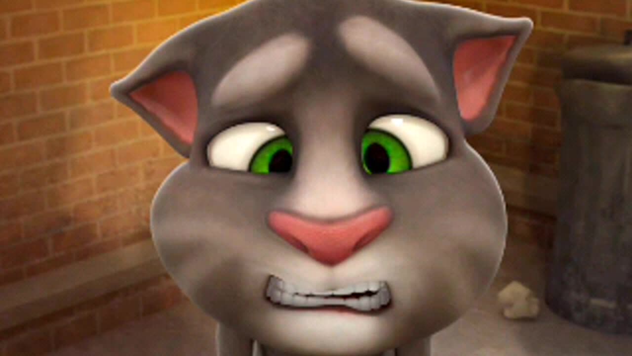Cat 😺😺😺😺