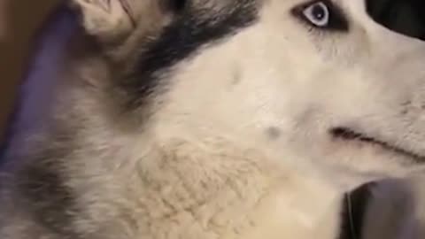 Look What These Cute Pets Did! 😍 Try not to laugh #shorts #pets #funny