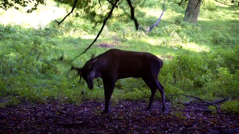 Red Deer Sparring With A Tree