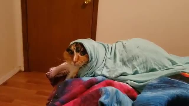 I don't have a dog yet, but I do have this!