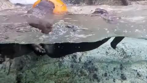 It's SPOOKY SEASON in River Otter Falls!