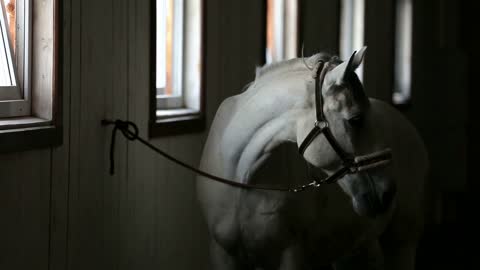Thoroughbred race horses are stabled