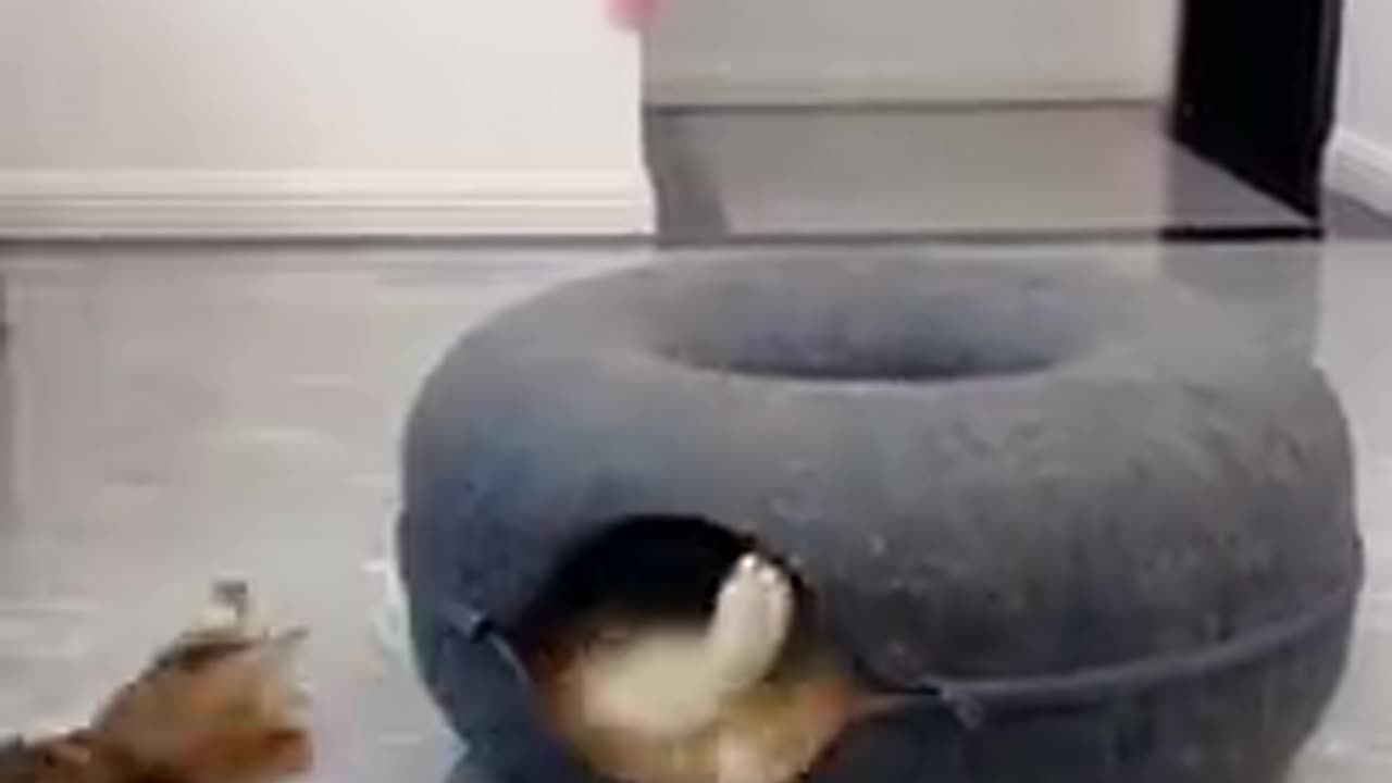 Cats enjoy the life