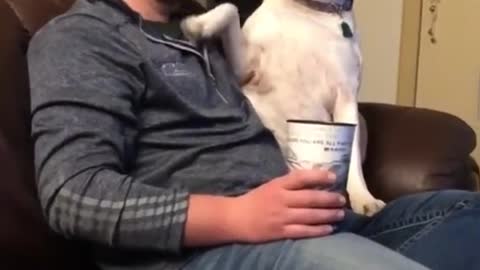 Try Not To Smile - Cute And Funny Animals from TikTok