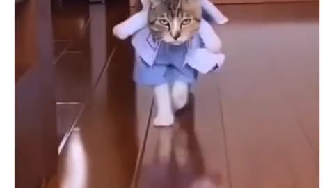 Cute and funny cat video.