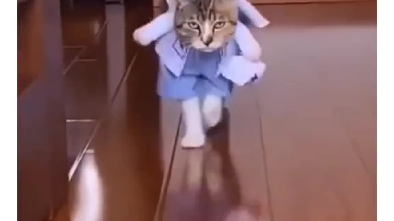 Cute and funny cat video.