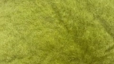 Cte cat funny video USA