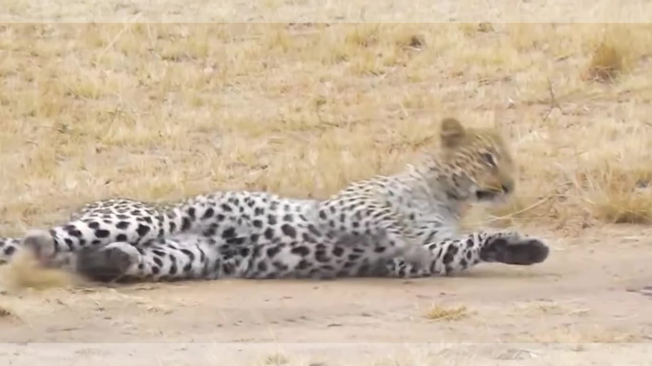Cheetah video